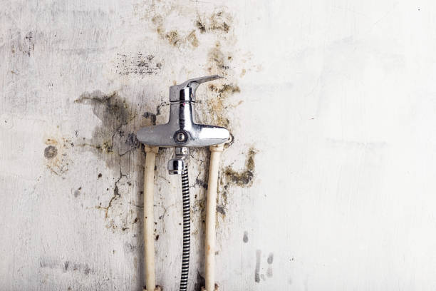Best Mold Testing and Inspection Services in Malverne, NY
